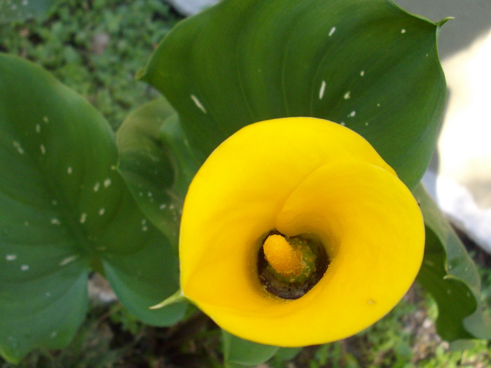 Calla bei mir im Garten