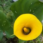 Calla bei mir im Garten