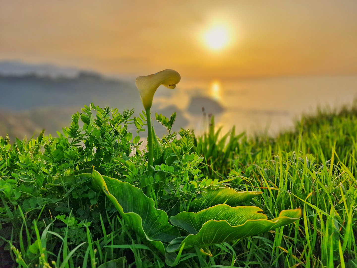 Calla bei Sonnenuntergang