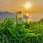 Calla bei Sonnenuntergang