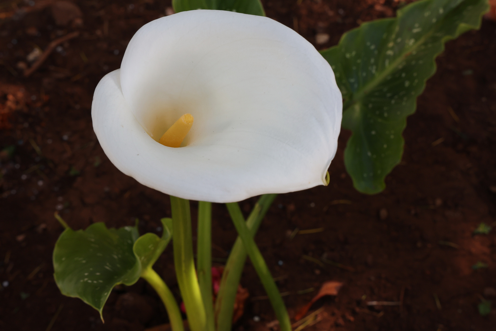 Calla Foto & Bild world, youth, natur Bilder auf