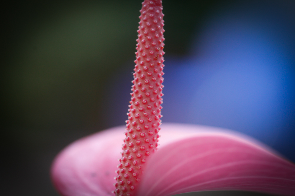 calla-Blüte