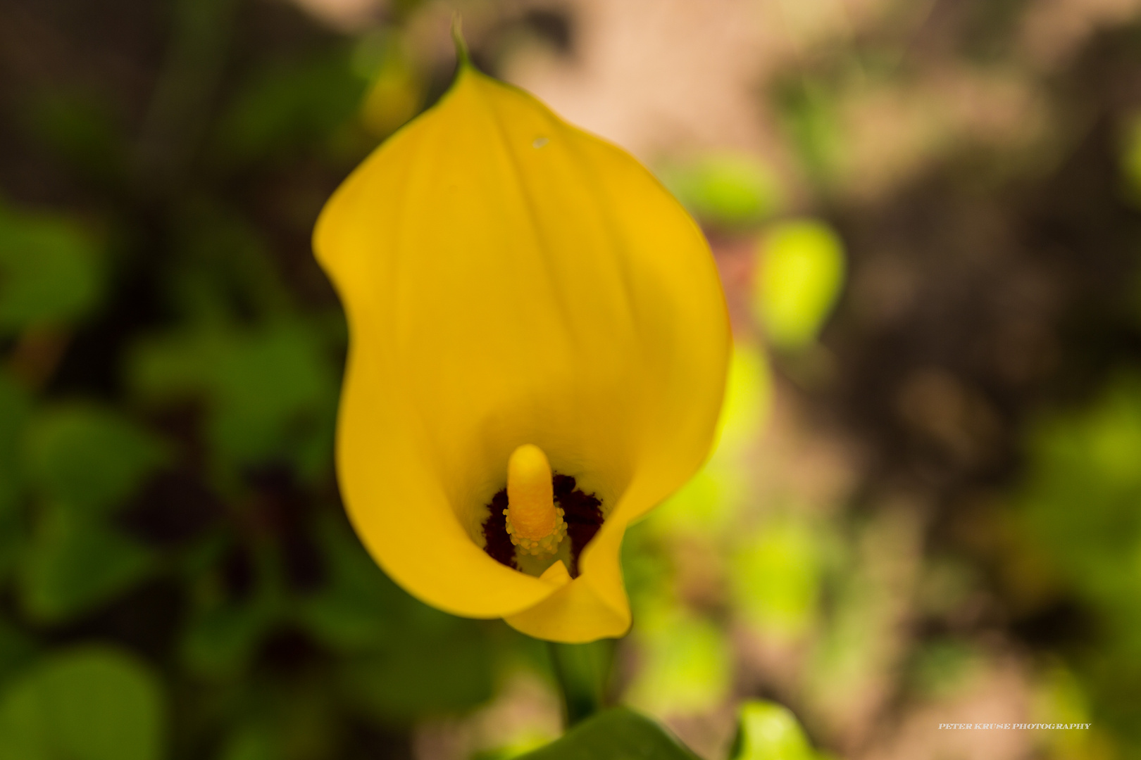 " Calla Blüte "