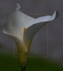 Calla Blüte