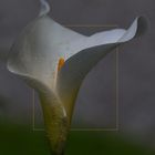 Calla Blüte