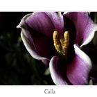 Calla Blüte