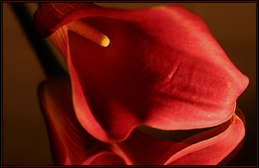 Calla Blüte