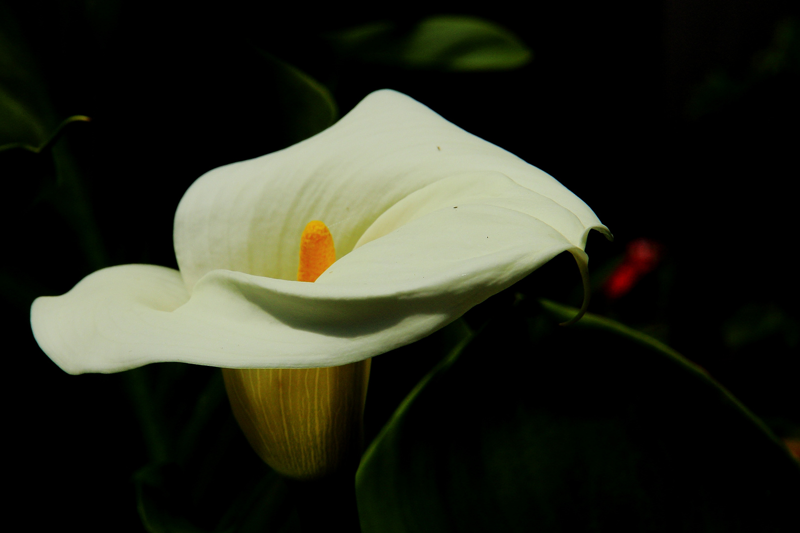 Calla Blüte