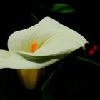 Calla Blüte