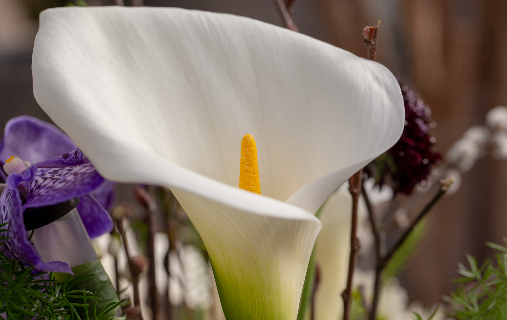 Calla Blüte