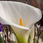 Calla Blüte