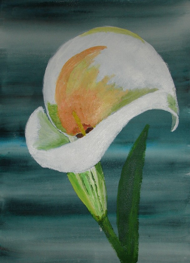 Calla-Blüte