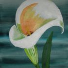 Calla-Blüte