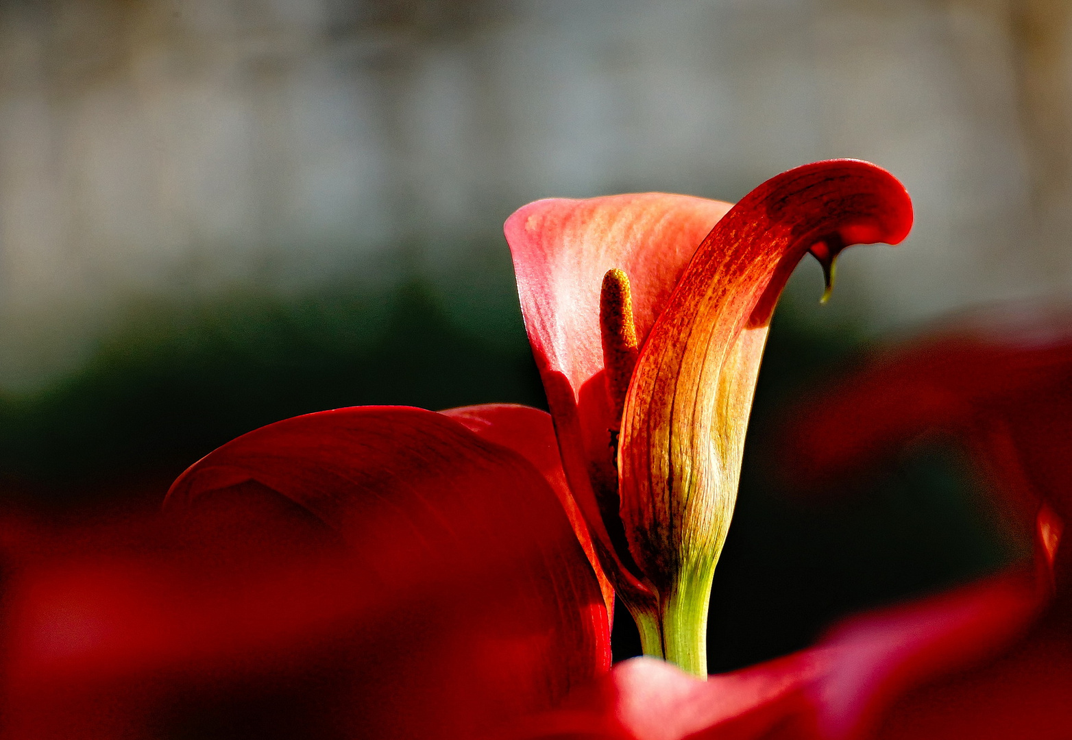 Calla Blüte