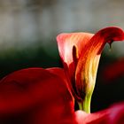 Calla Blüte