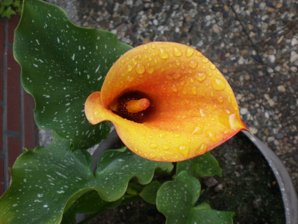 Calla-Blüte nach dem großen Regen