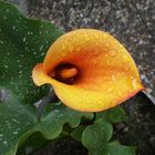 Calla-Blüte nach dem großen Regen