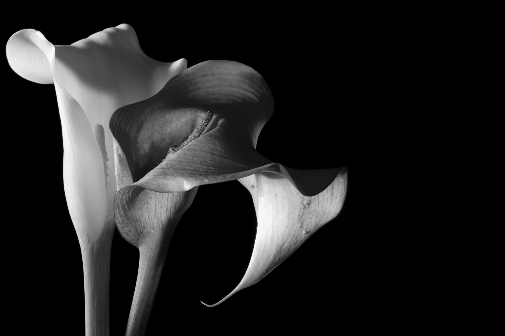 Calla Blüten schwarz - weiß