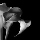 Calla Blüten schwarz - weiß