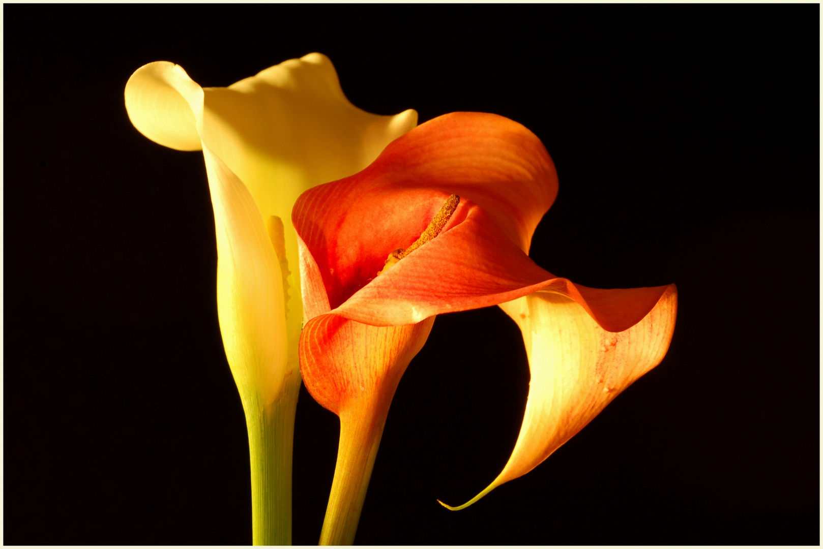 Calla Blüten weiß/rot