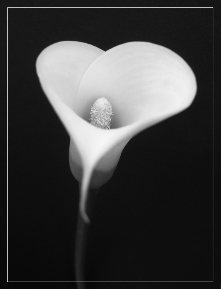 Calla bw