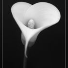 Calla bw