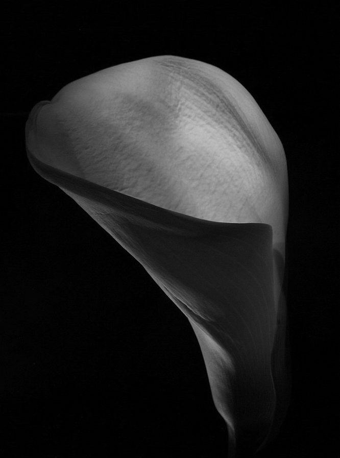 Calla BW