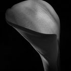 Calla BW