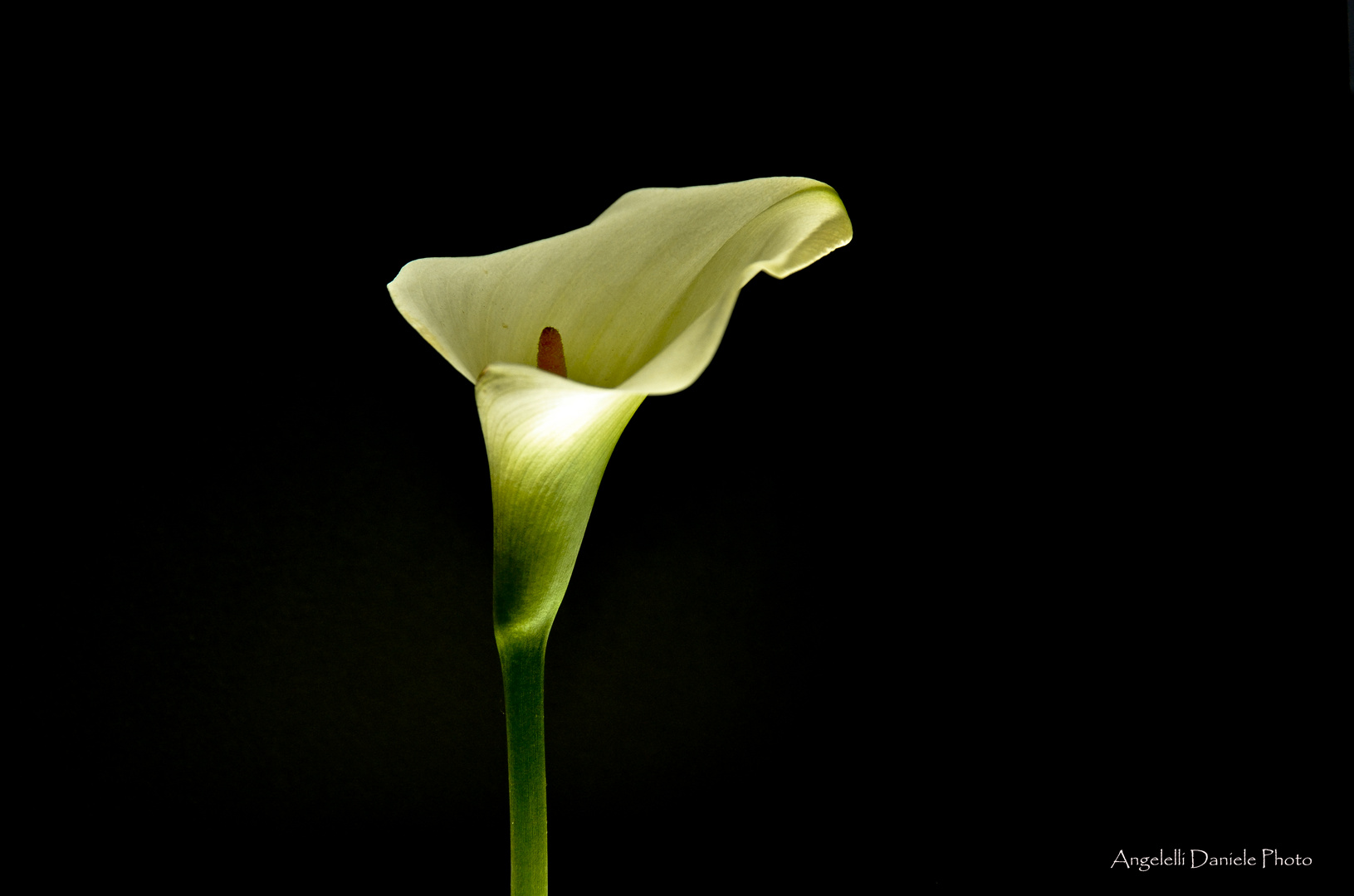 CALLA