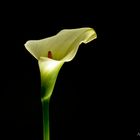 CALLA