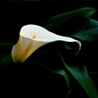 Calla.