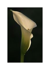 Calla