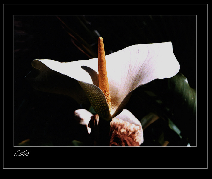 Calla