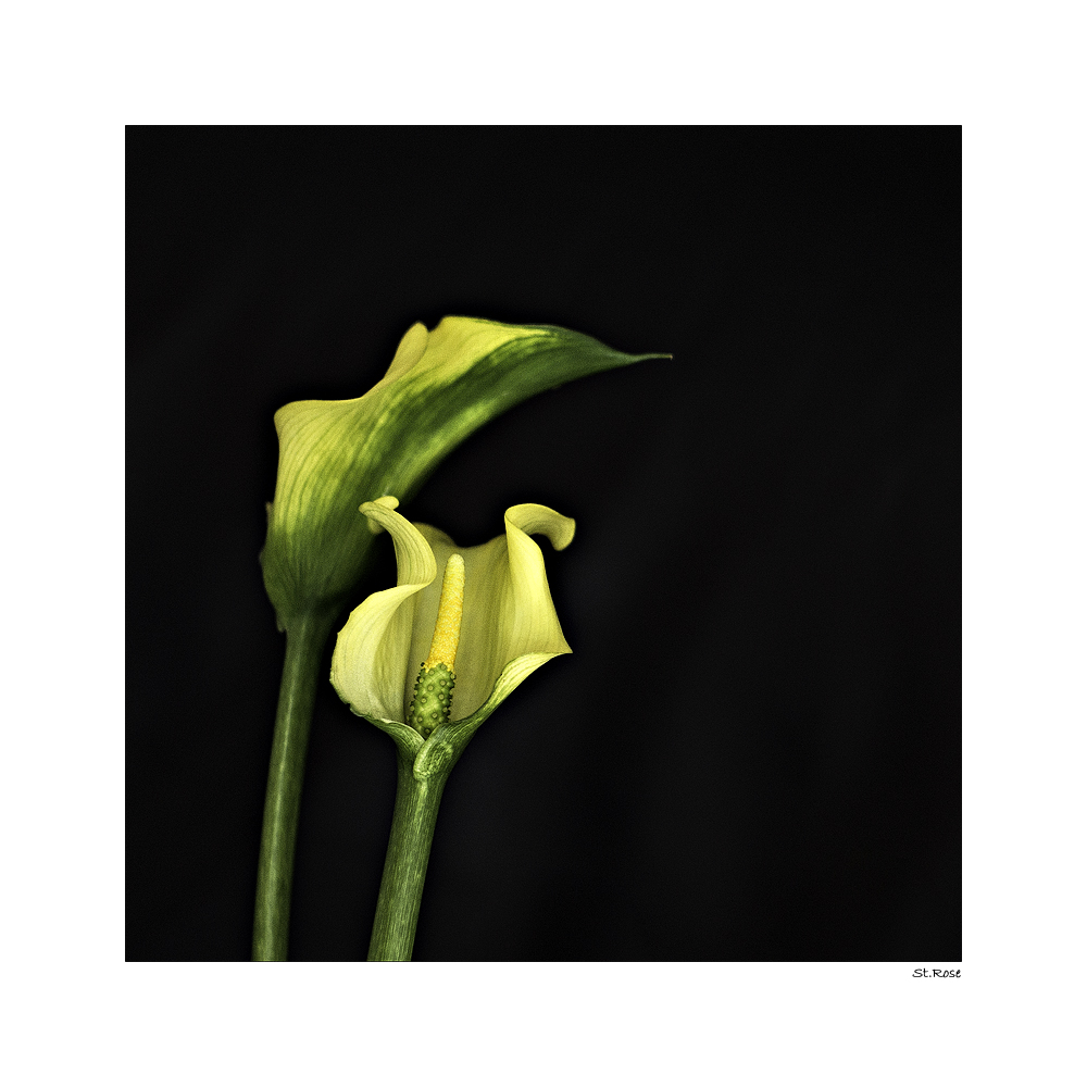 Calla