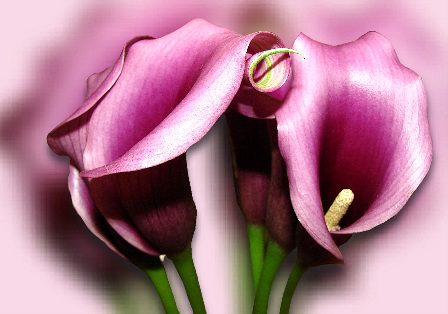 Calla Foto & Bild pflanzen, pilze & flechten, blüten & kleinpflanzen