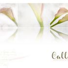 Calla