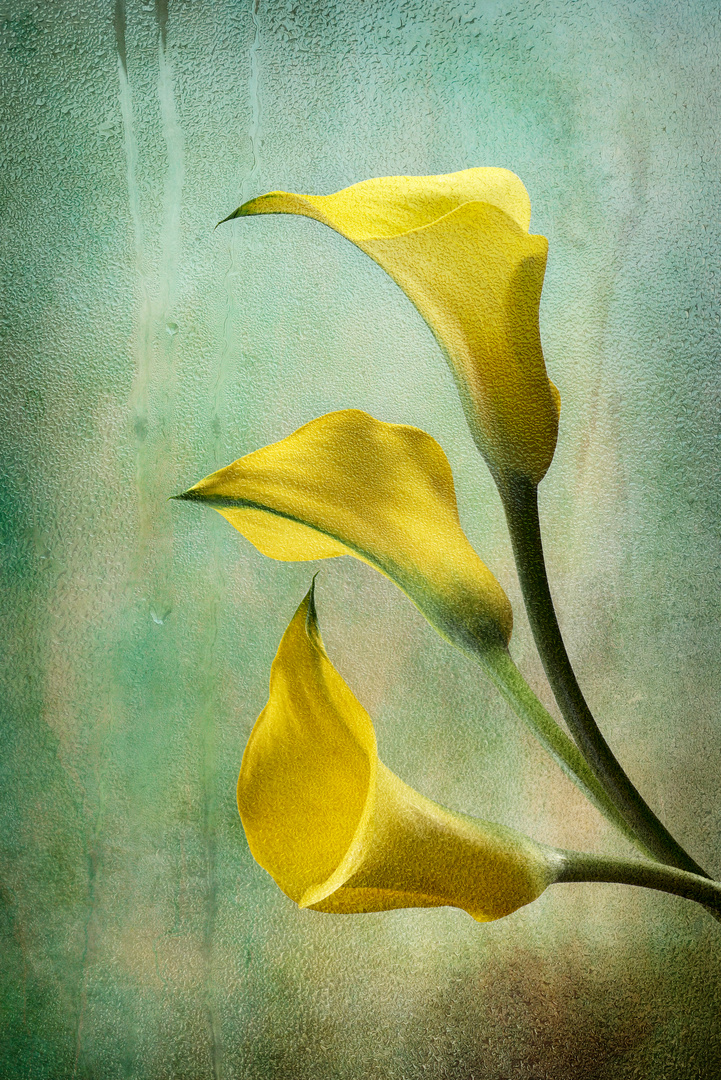 Calla