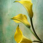 Calla