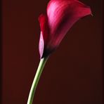 Calla