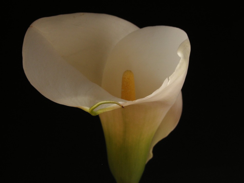 Calla