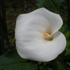 Calla