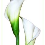 Calla