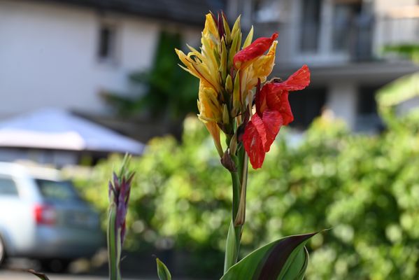 Calla "Cleopatra" IX