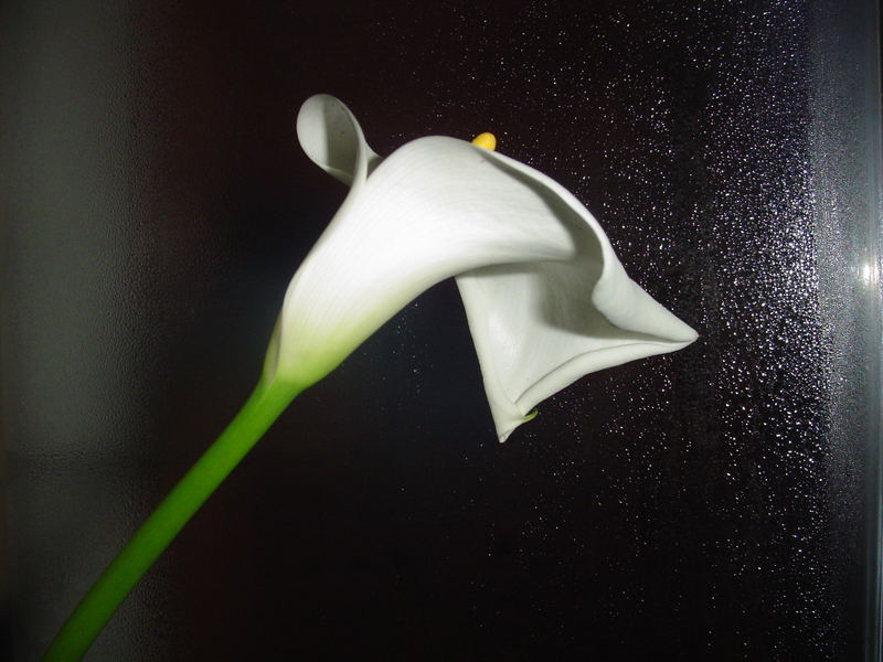 calla