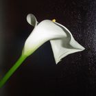 calla