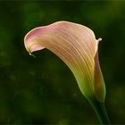 CALLA