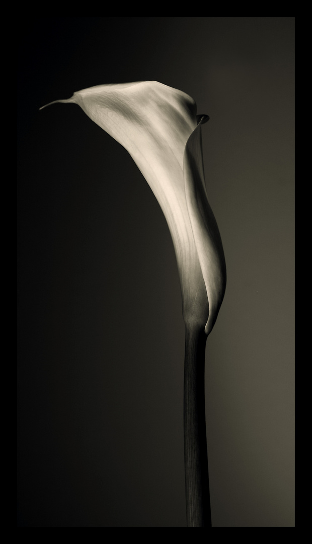 calla