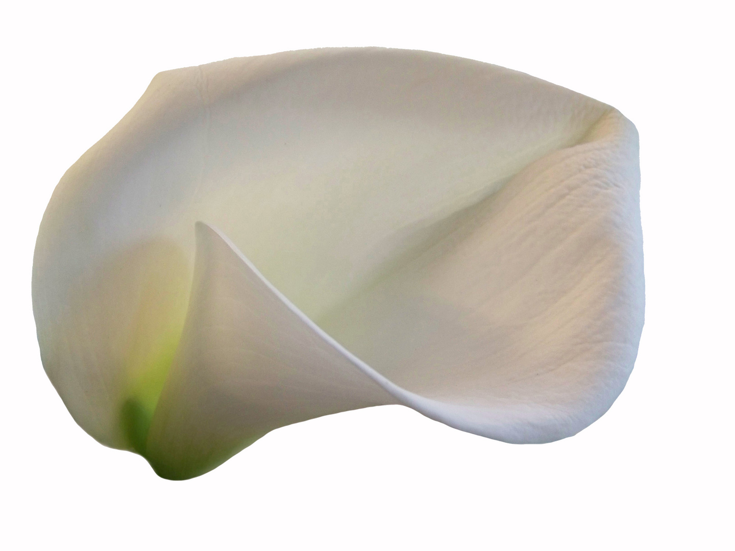 calla