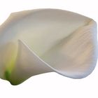 calla