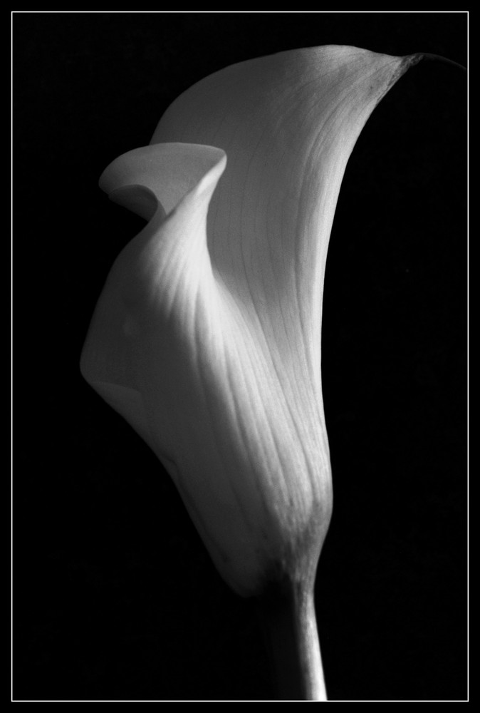 Calla